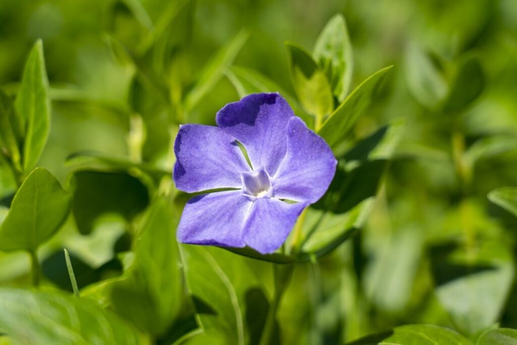 a vinca flower