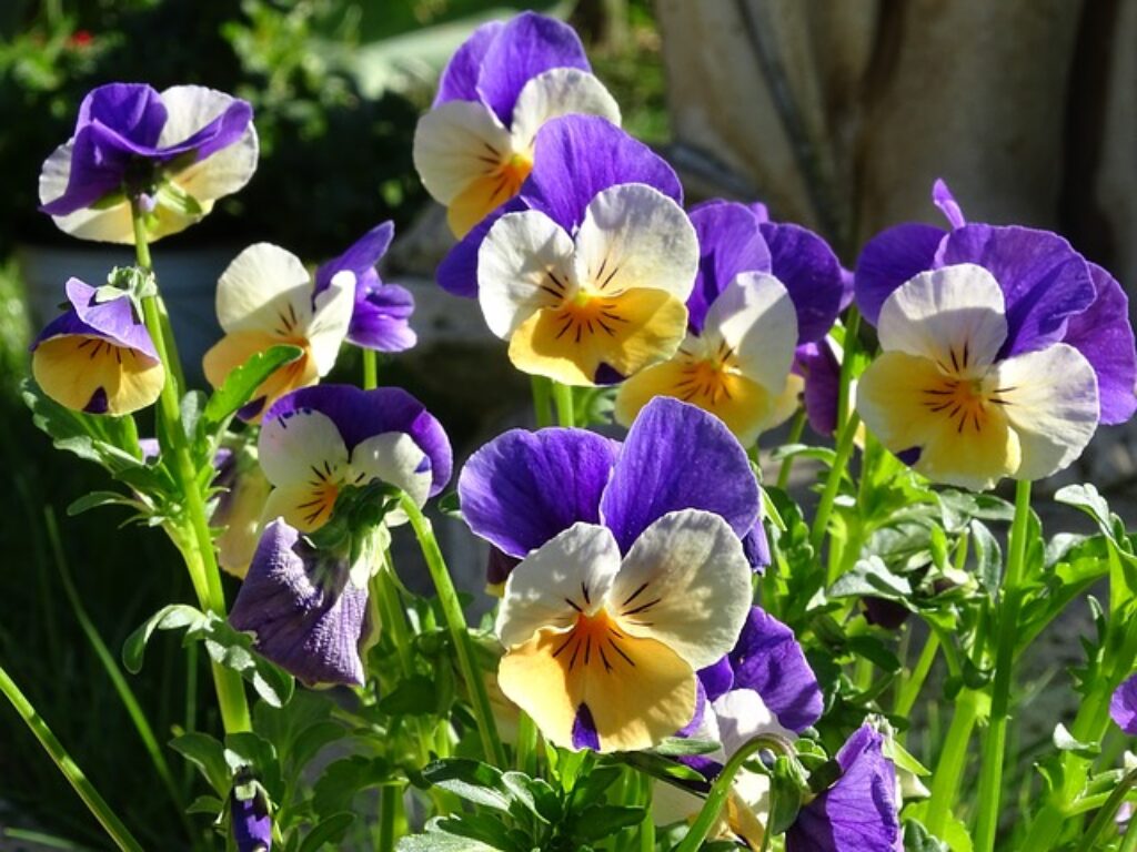 yellow, white and red violas