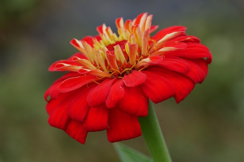 a red zinnia