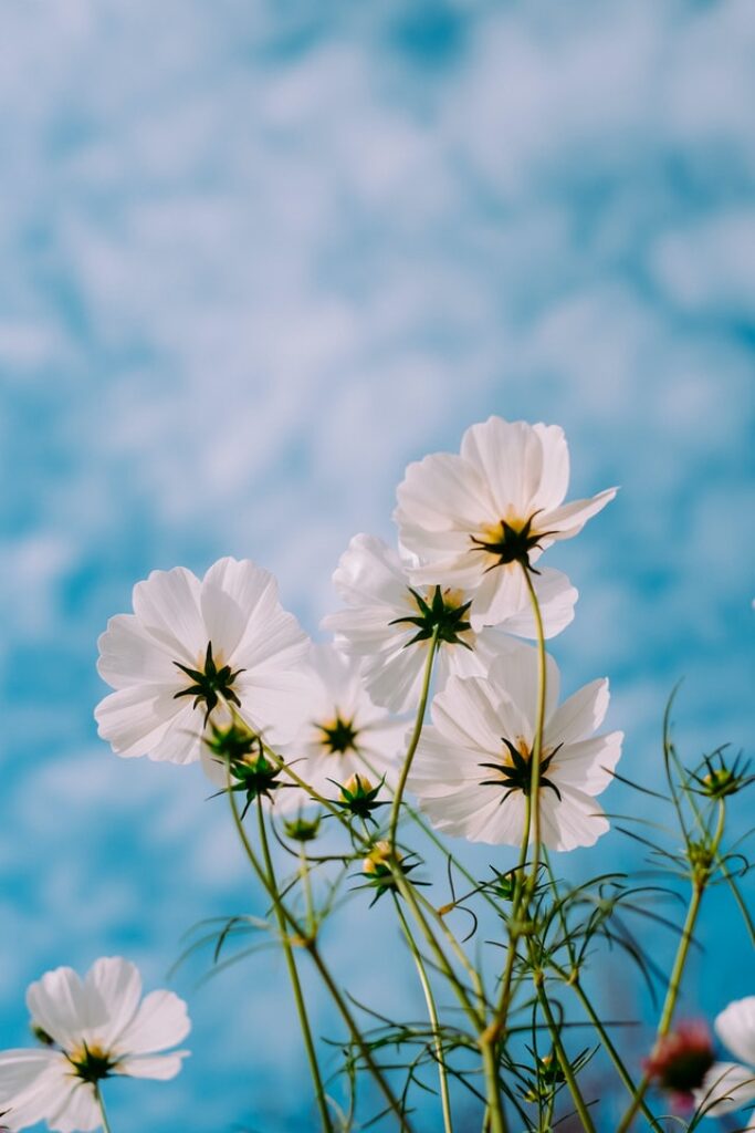 several white flowers