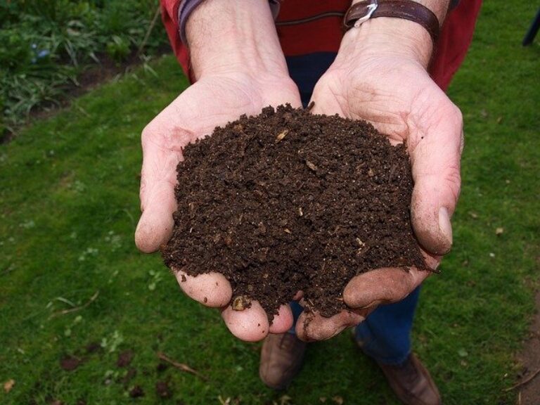 How to Grow Cosmos TopBackyards