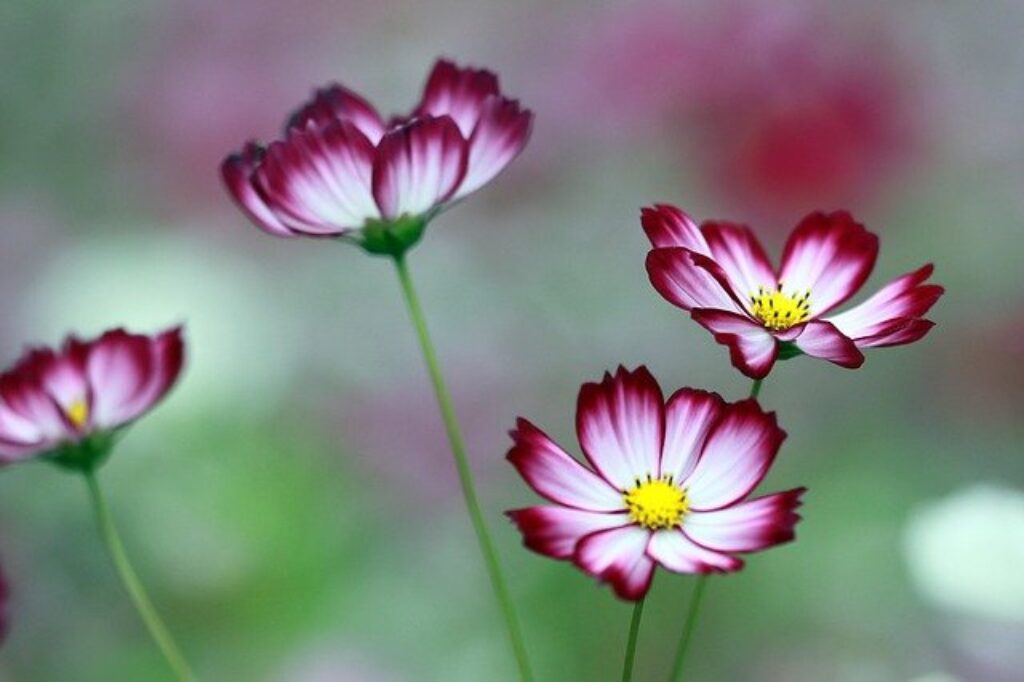 bi-colored cosmos flowers