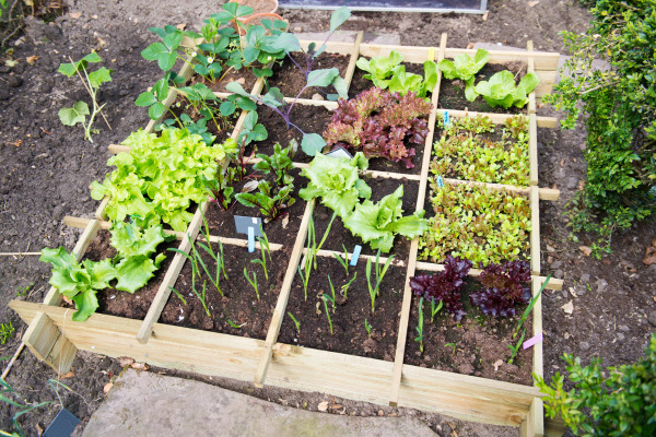 a square foot garden with various vegetables