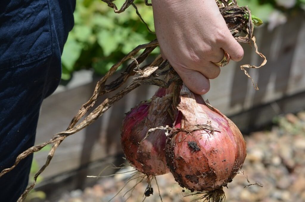 man carrying onions 