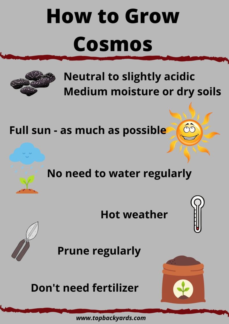 How to Grow Cosmos TopBackyards