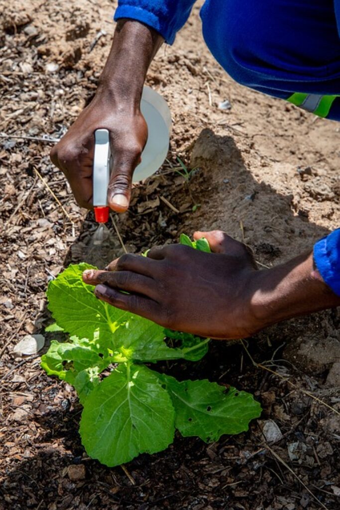 spraying plants to get rid of pests