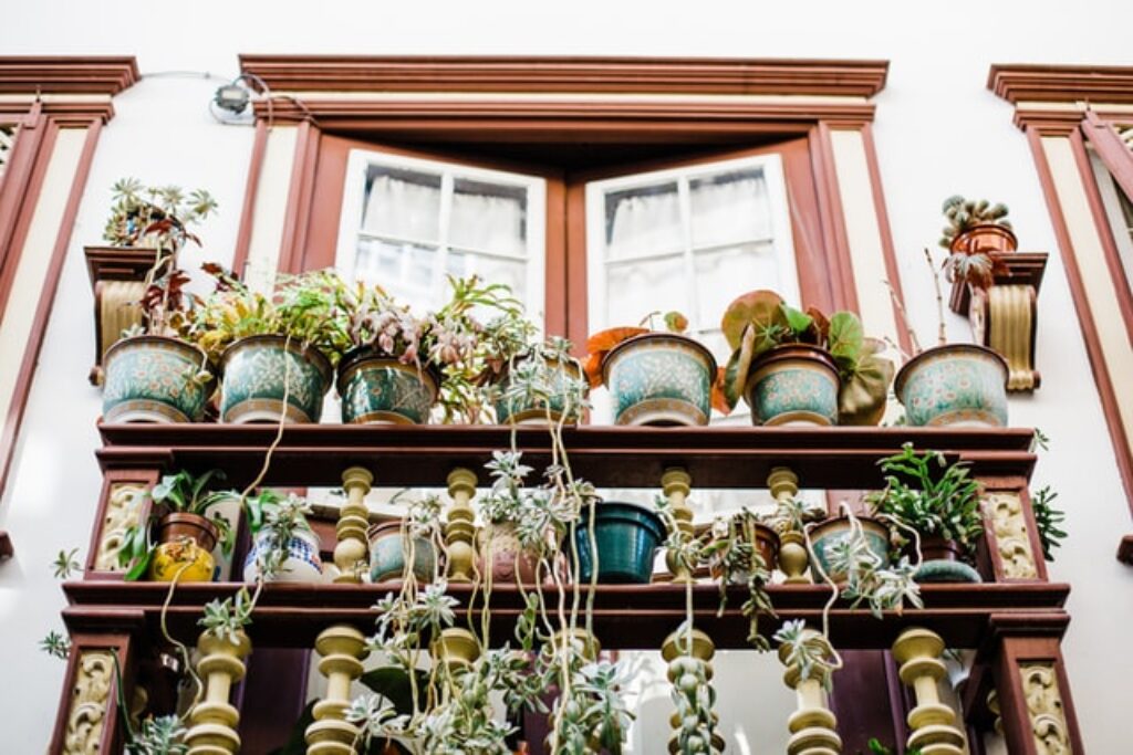 many pot plants on a balcony