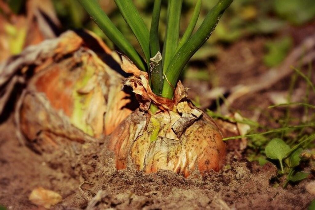 onion bulbs poking out of soil