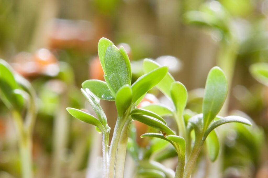 cosmos seedlings