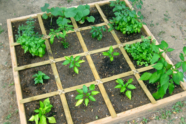 square foot garden