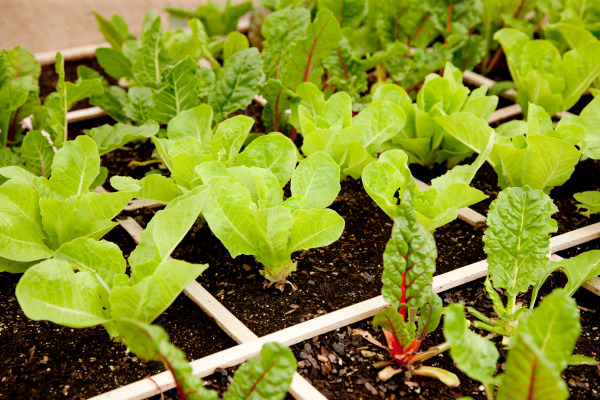 square foot gardening