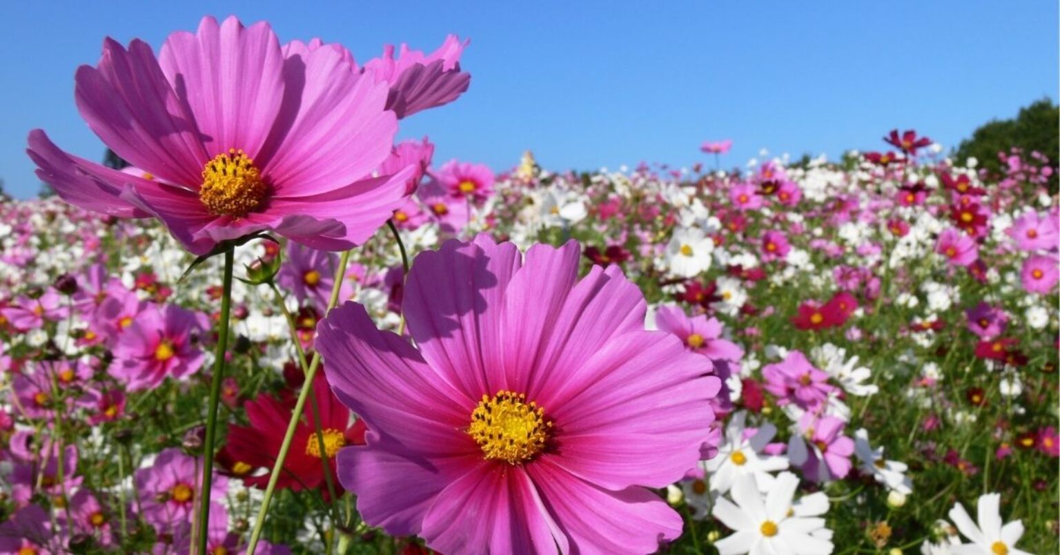 25 Easy Flowers to Grow A Complete List TopBackyards