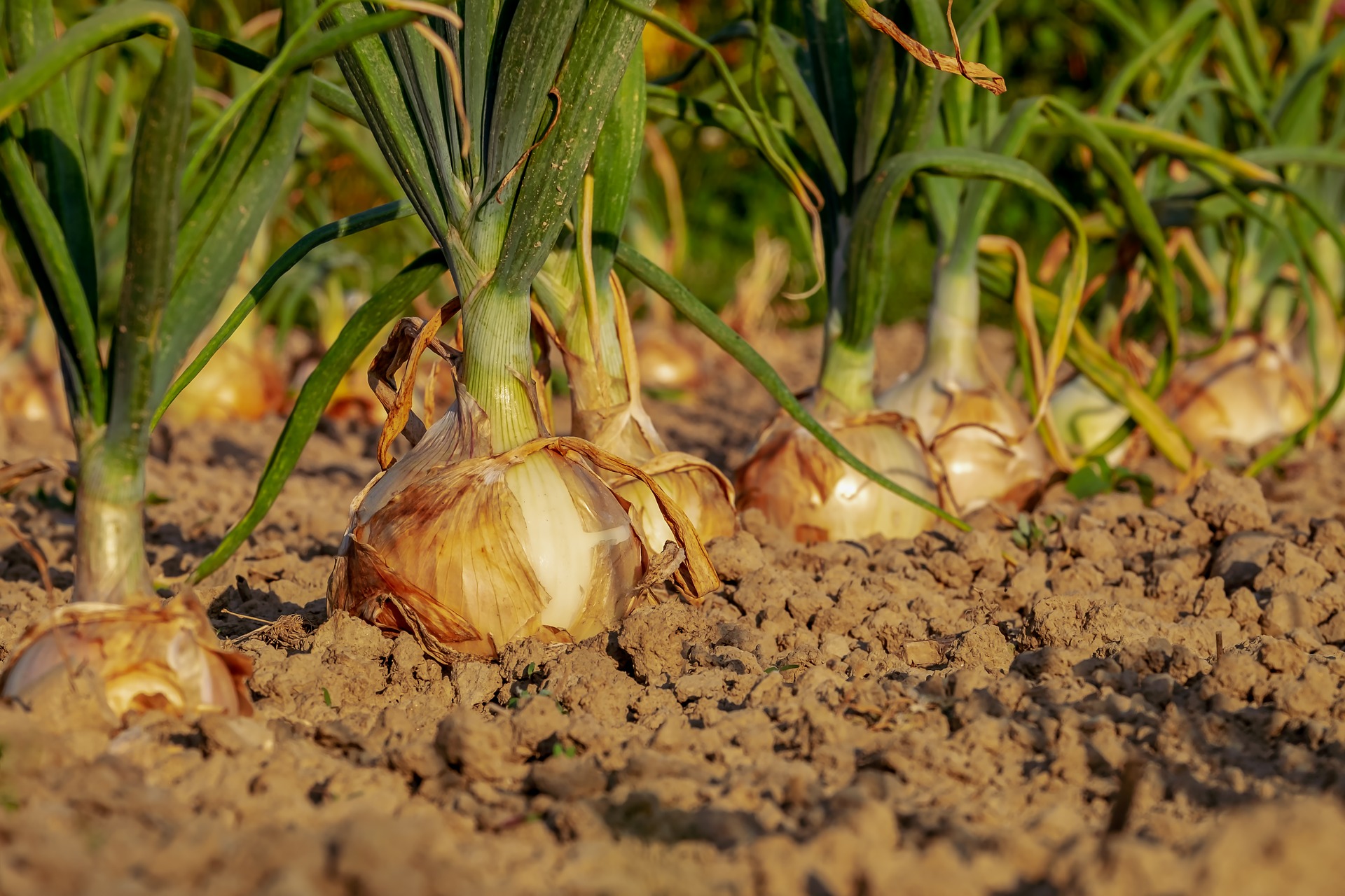 onions growing