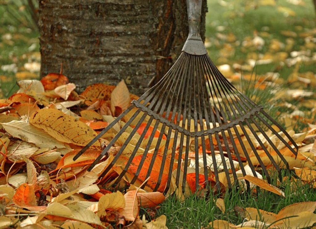 rake for leaf raking