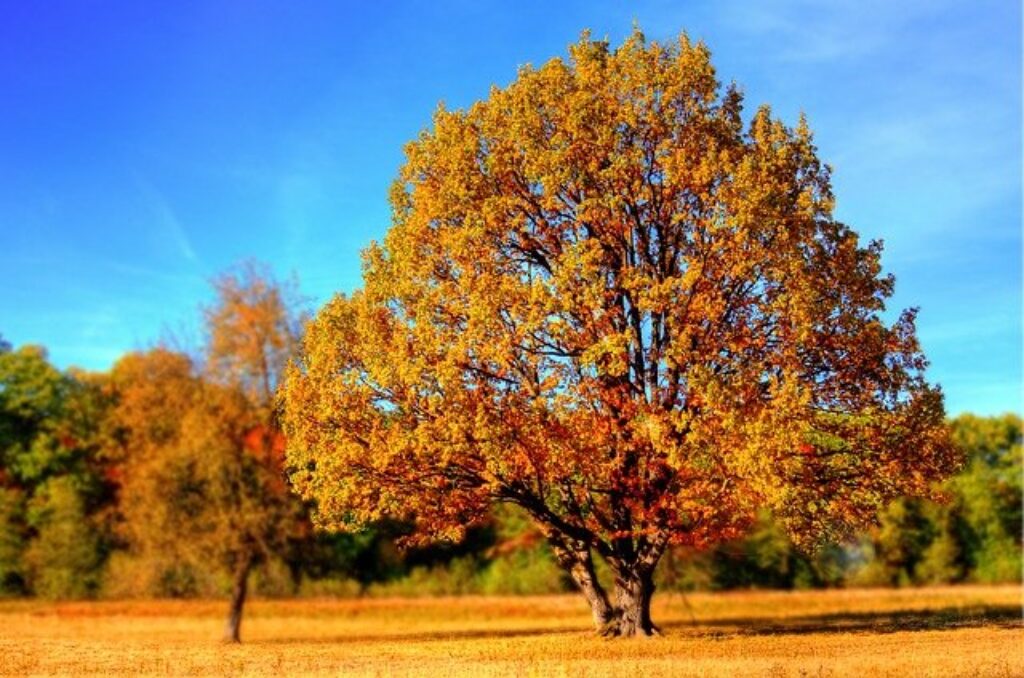 beautiful trees in autumn
