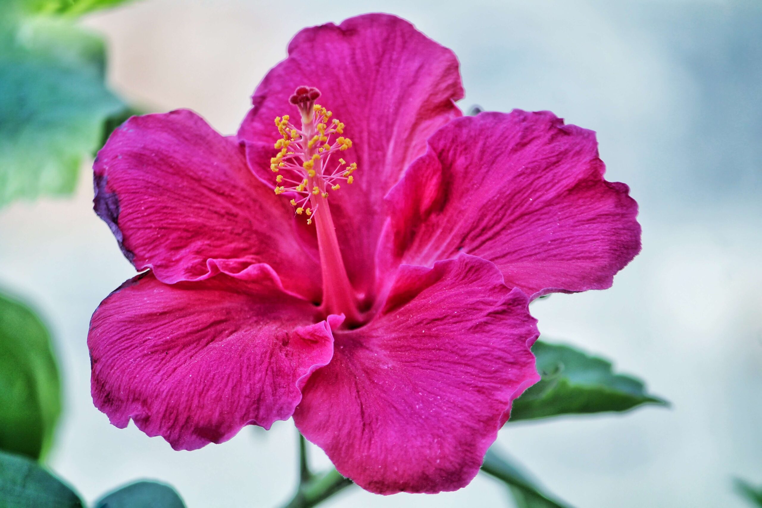 How to Care for Hibiscus Plants – The Ultimate Guide - TopBackyards