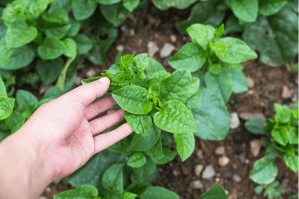 malabar spinach