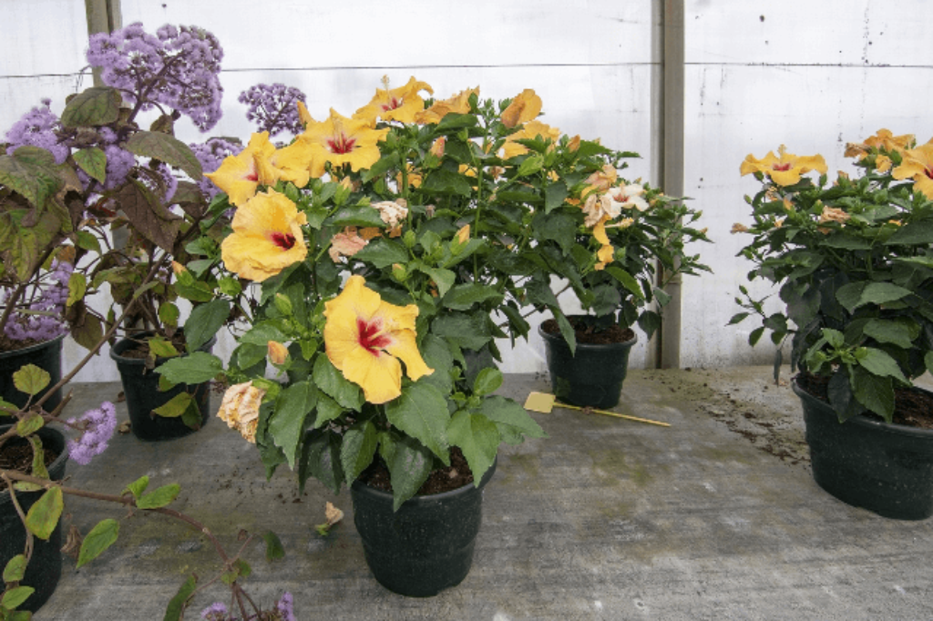 hibiscus plants in containers
