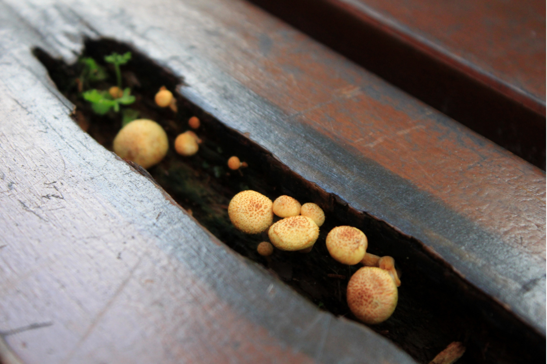 How to Grow Mushrooms Indoors - TopBackyards