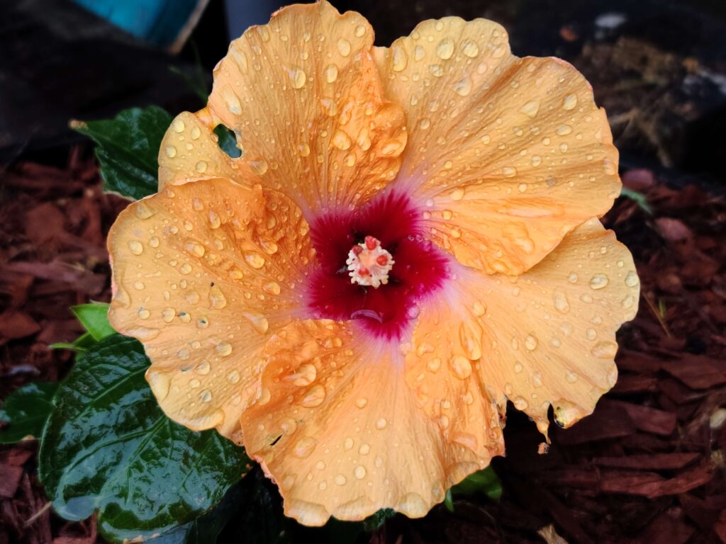 orange hibiscus flower