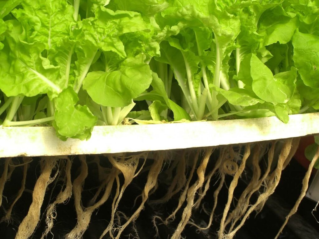 aeroponics systems