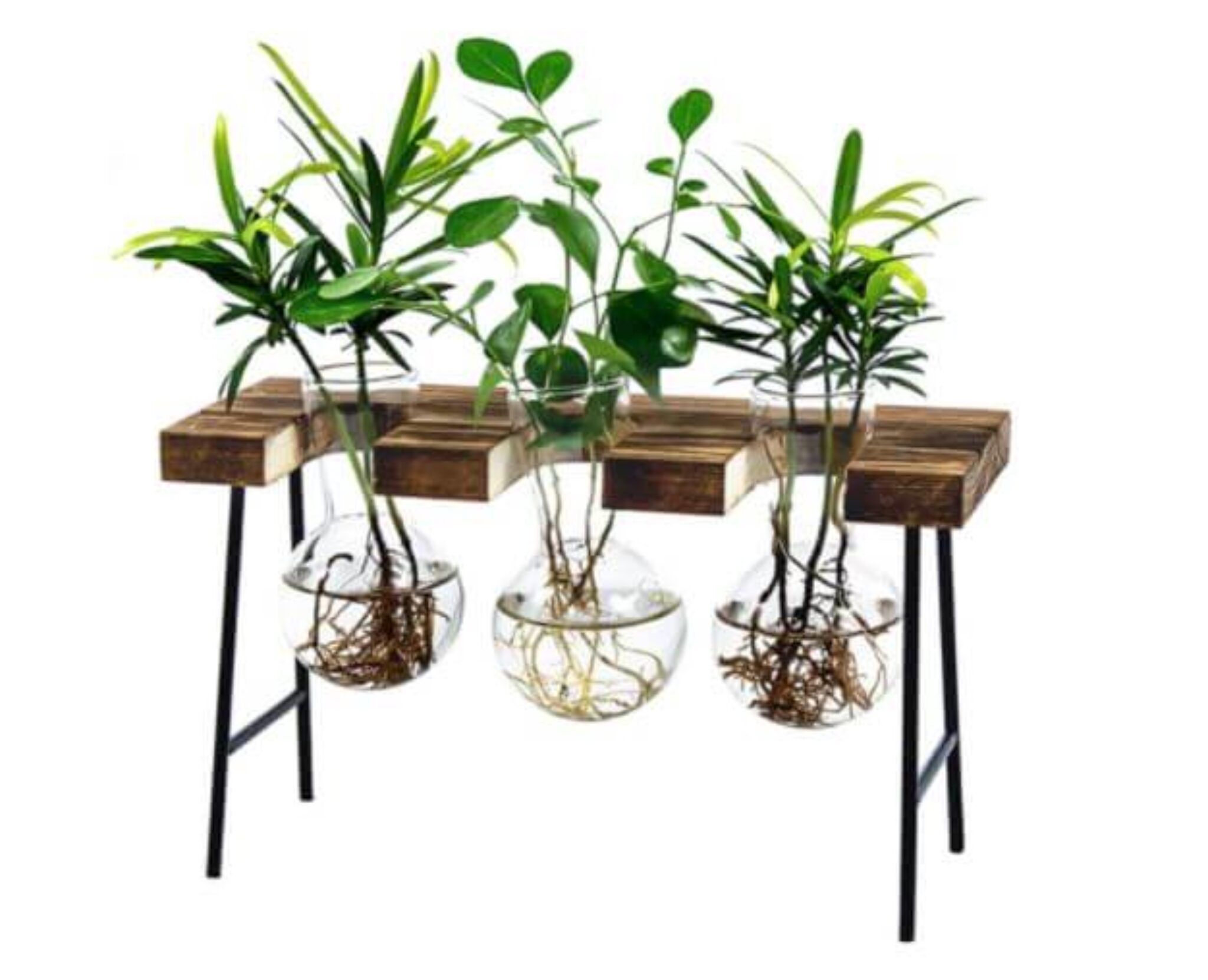 10 Best Plant Propagation Stations TopBackyards