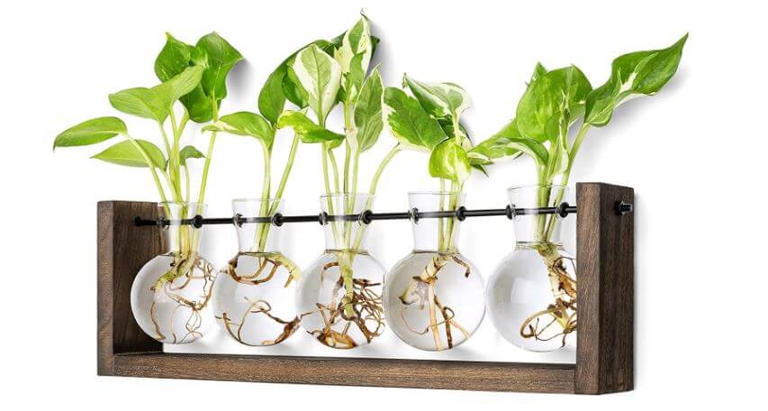 bulb plant propagation station