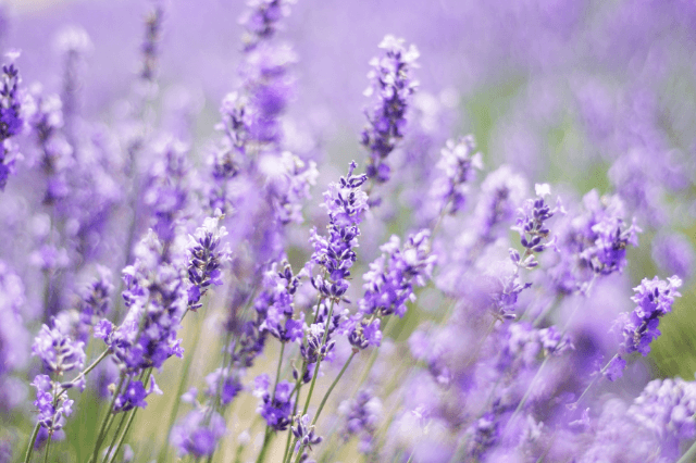 lavender growing