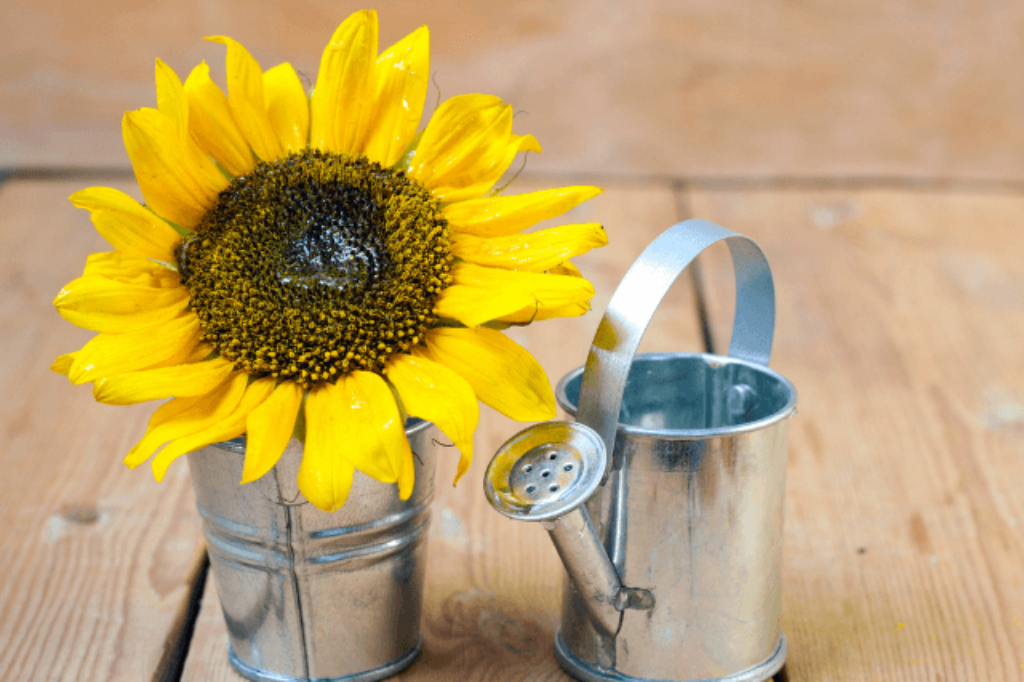 watering sunflowers