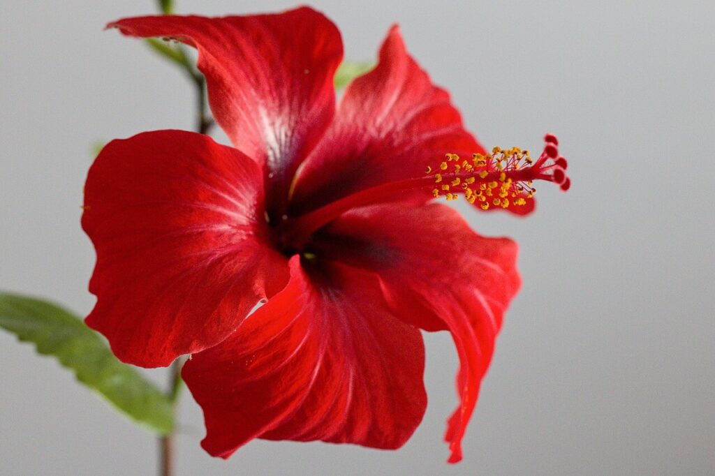 checkered hibiscus plant