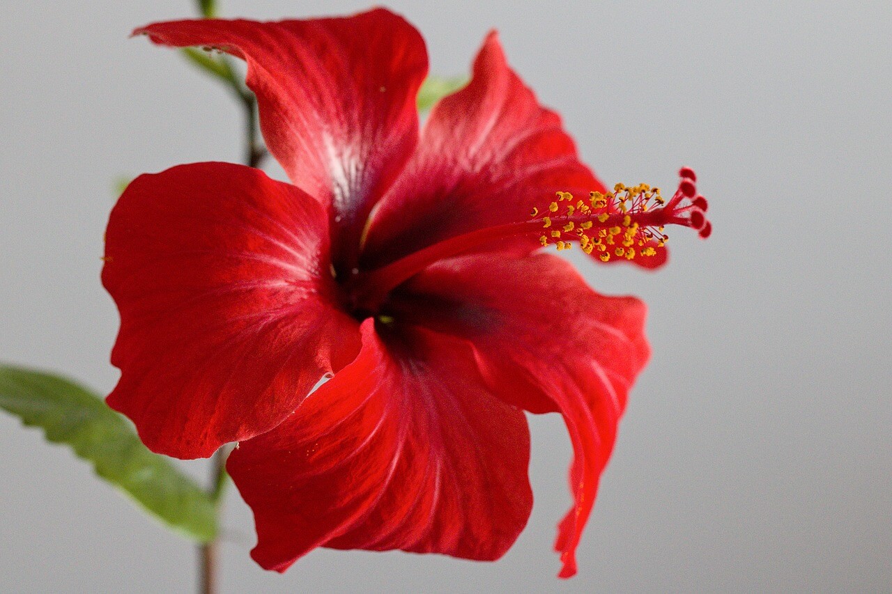 How to Grow Tropical Hibiscus TopBackyards