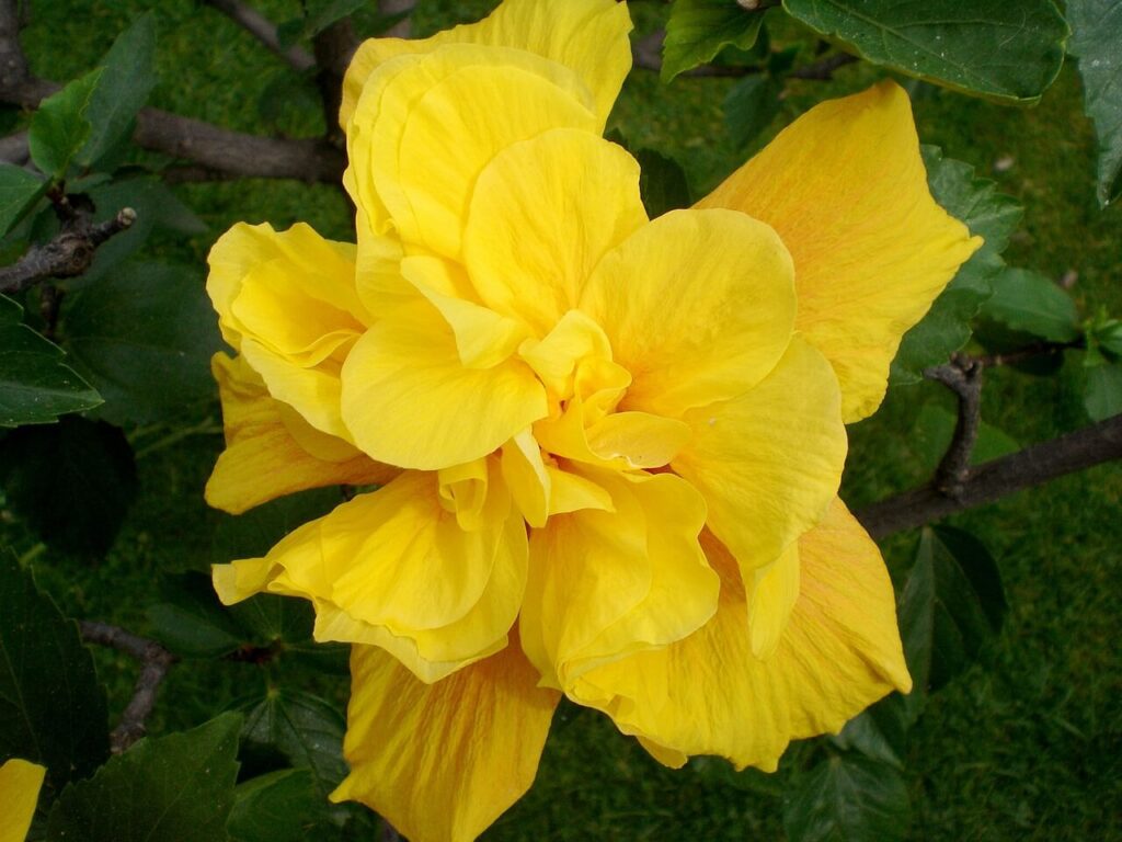 butterball hibiscus