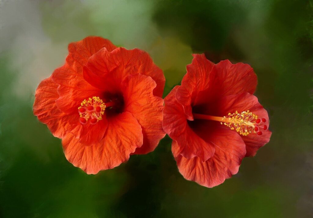 chinese hibiscus plant