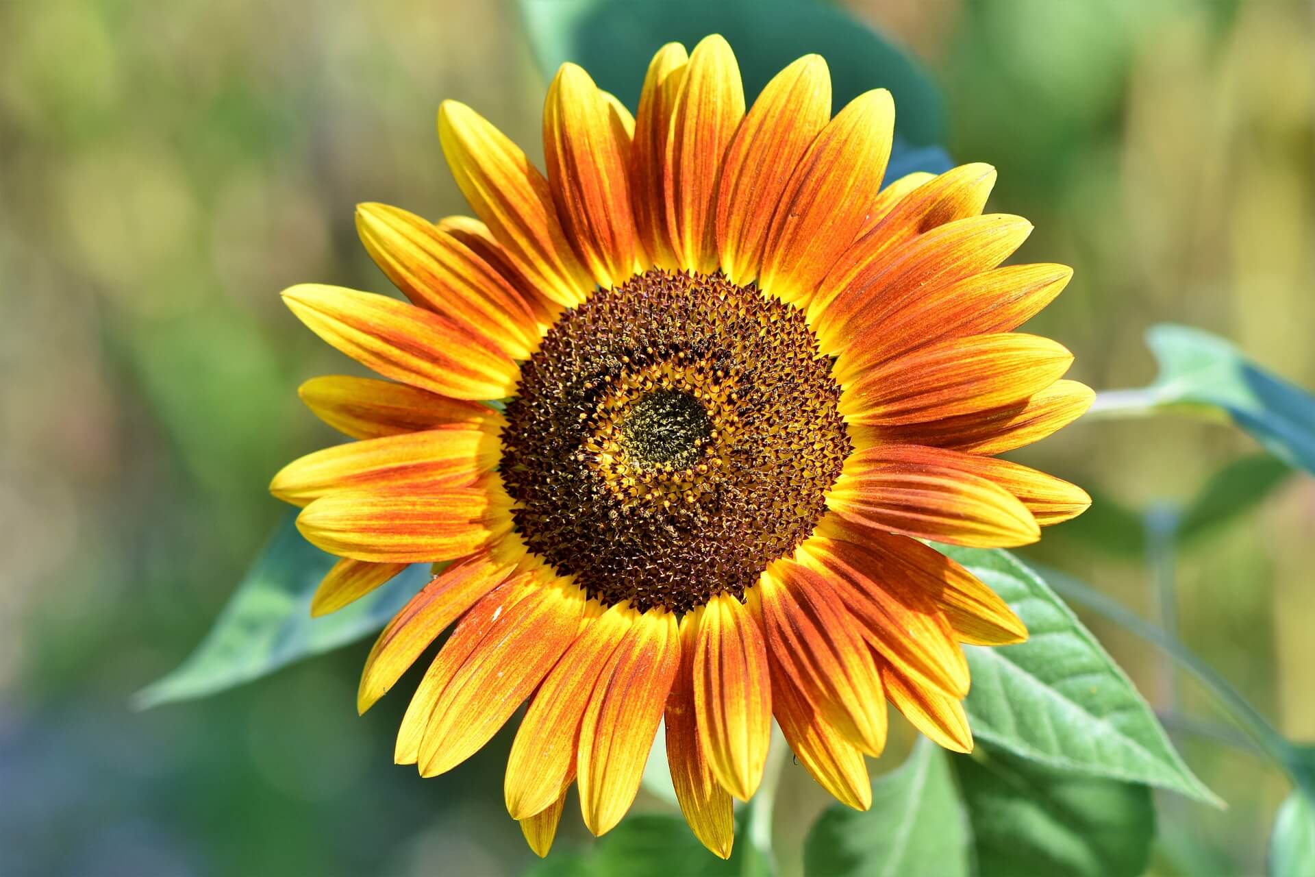 growing sunflowers