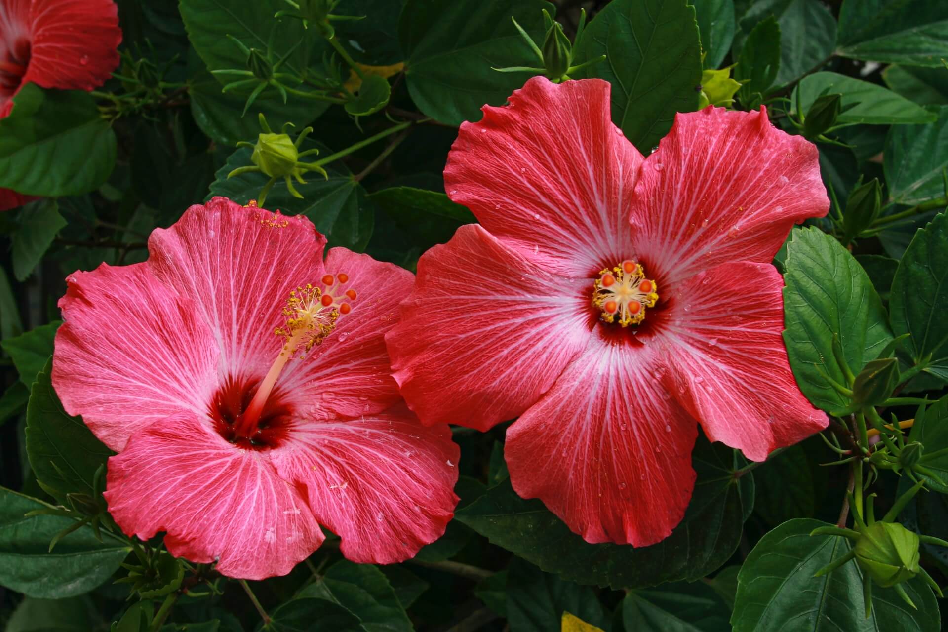how to grow hibiscus