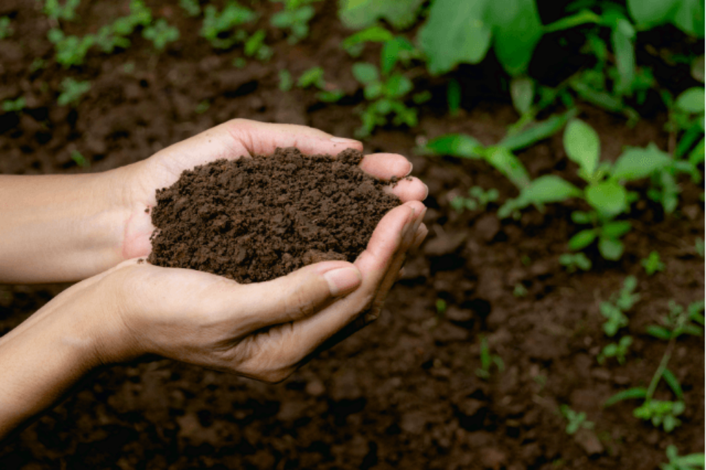 soil for sunflowers