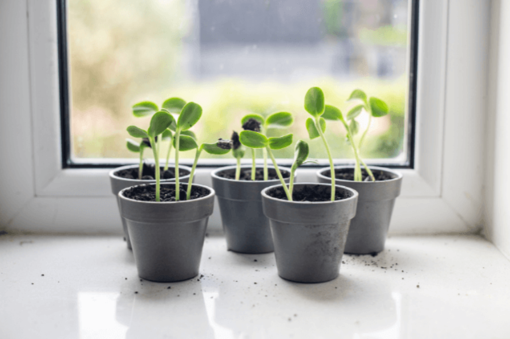 growing sunflowers in containers