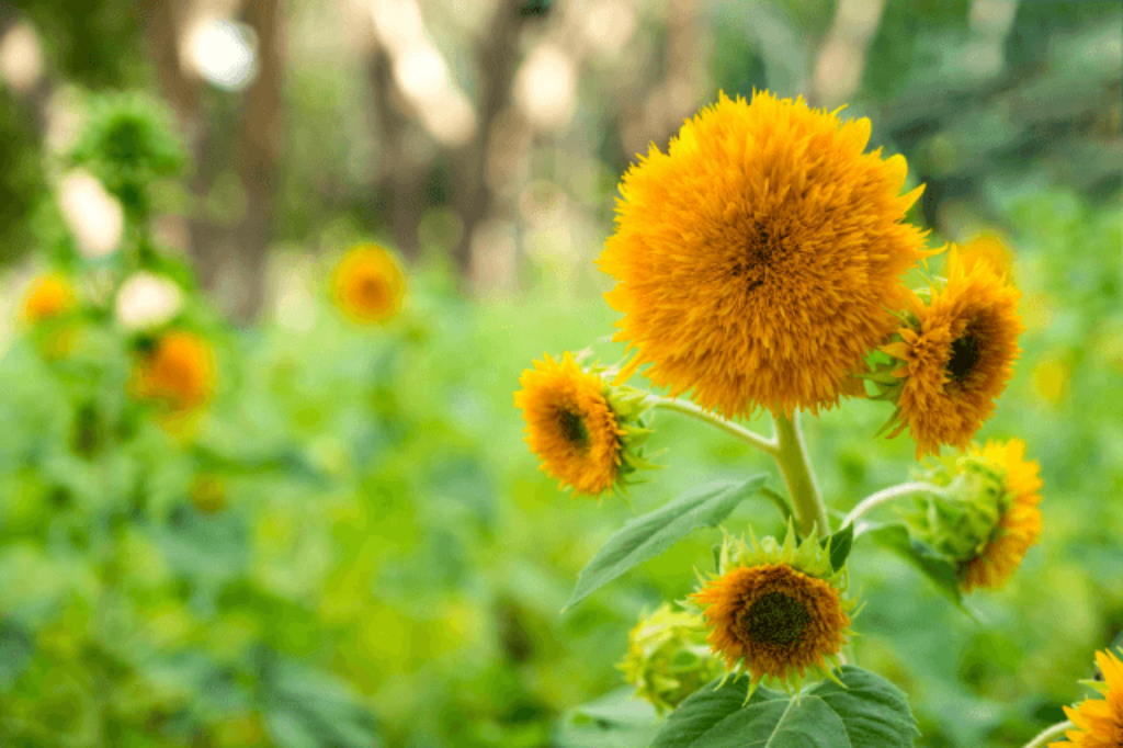 teddy bear sunflowers