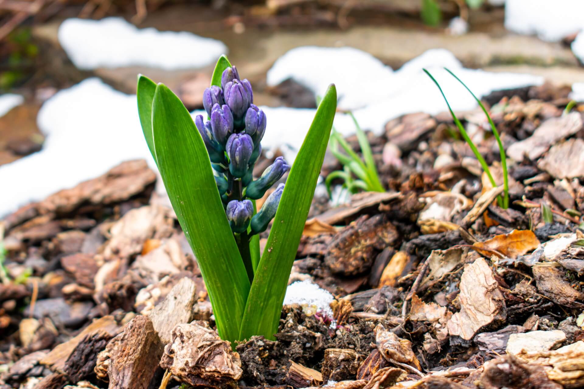 types of mulch guide