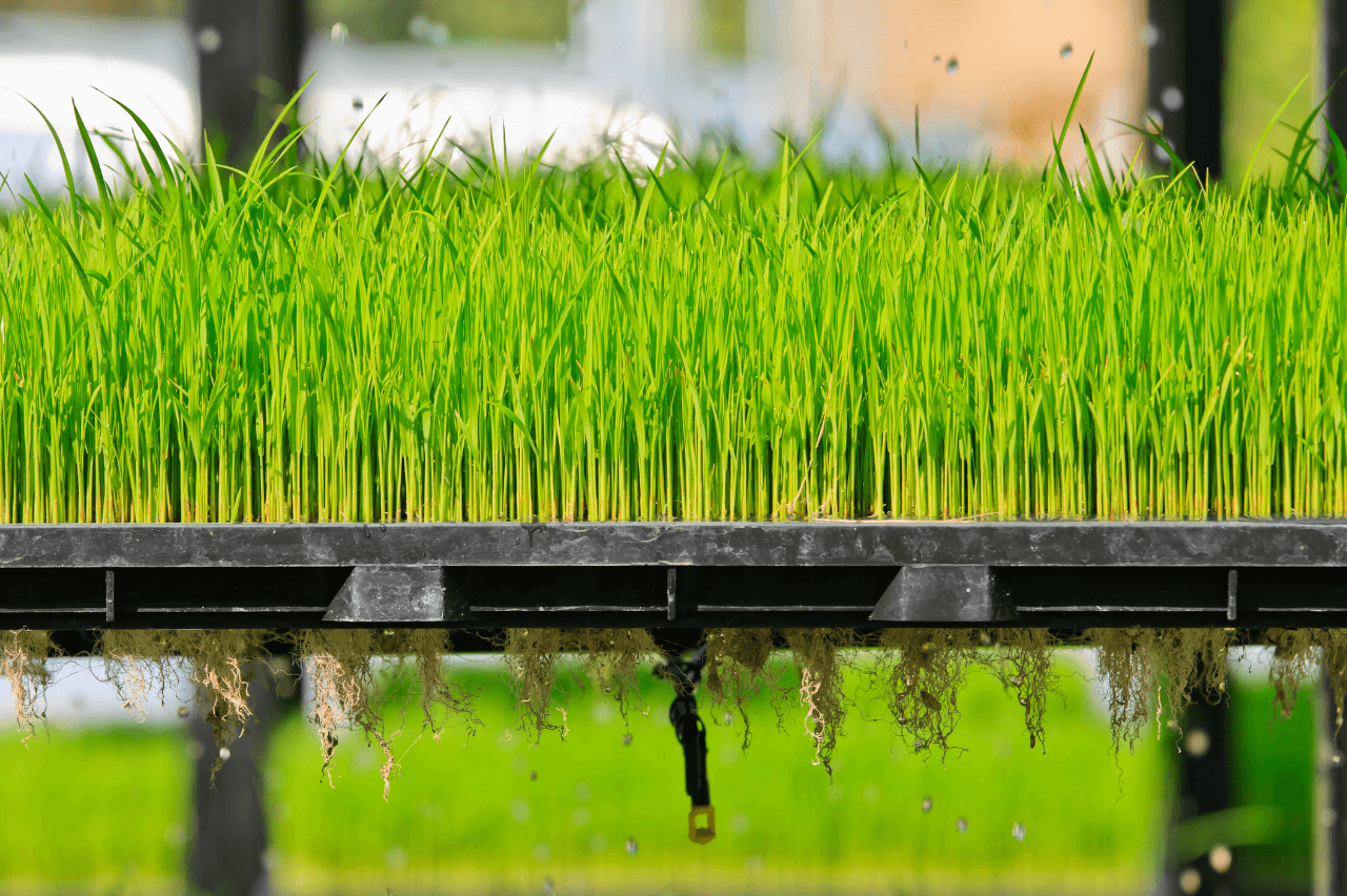 aeroponics-a-quick-guide