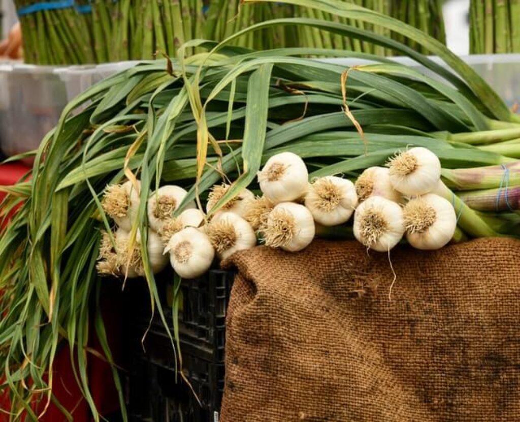 garlic bunches