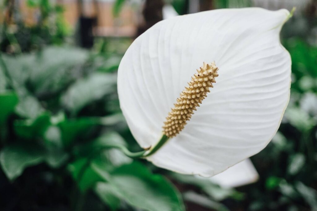 growing anthuriums