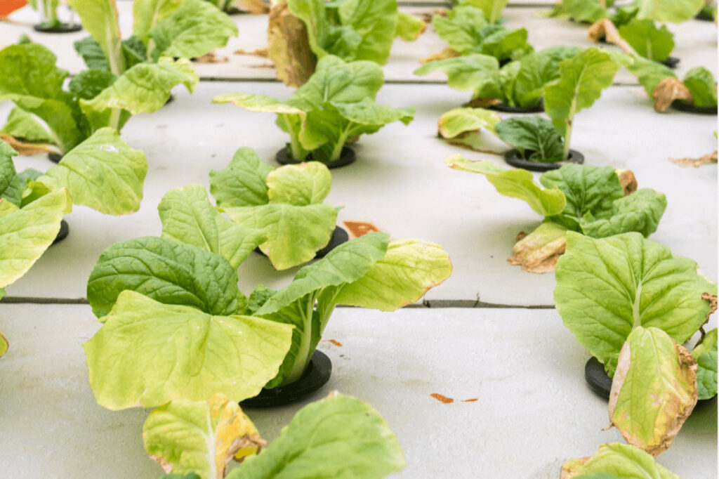 plants growing in aeroponics system