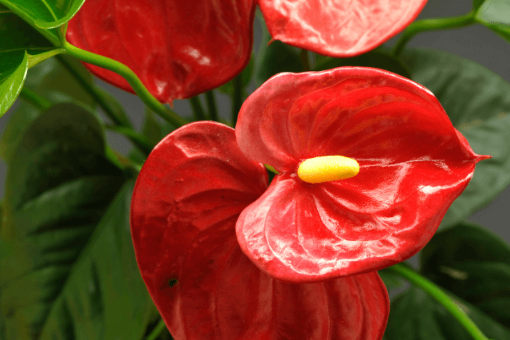 beautiful red anthuriums