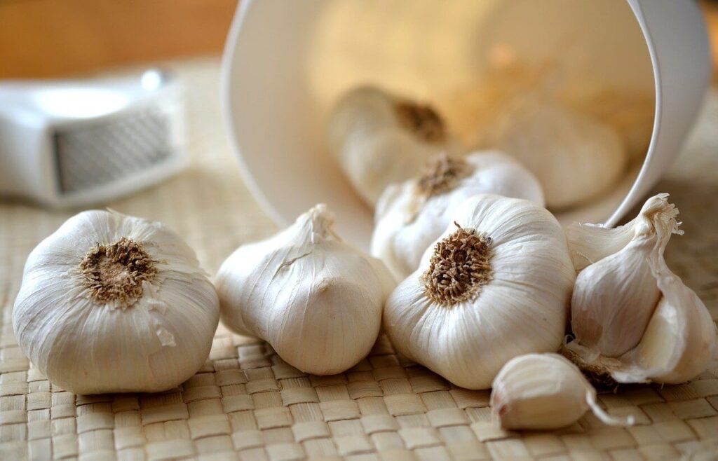 what is garlic