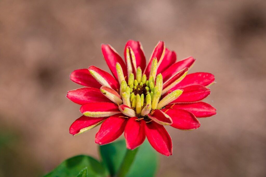 red and pink zinnia