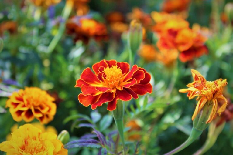 25 Easy Flowers to Grow – A Complete List - TopBackyards