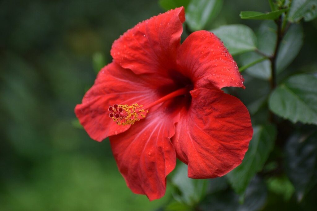 Chinese hibiscus