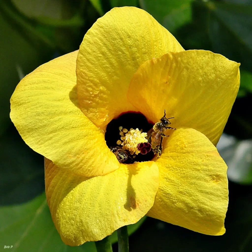 coast cottonwood hibiscus