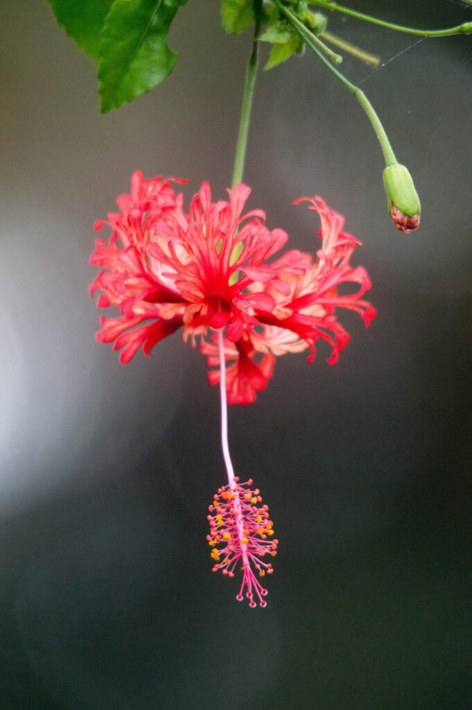 coral hibiscus flower